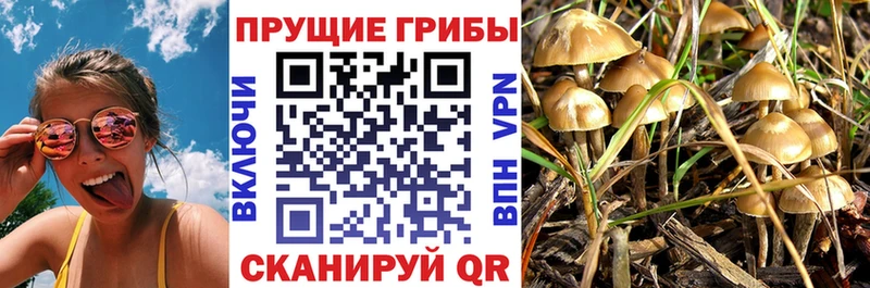 Псилоцибиновые грибы MAGIC MUSHROOMS  даркнет как зайти  Кашин  купить наркотики сайты 
